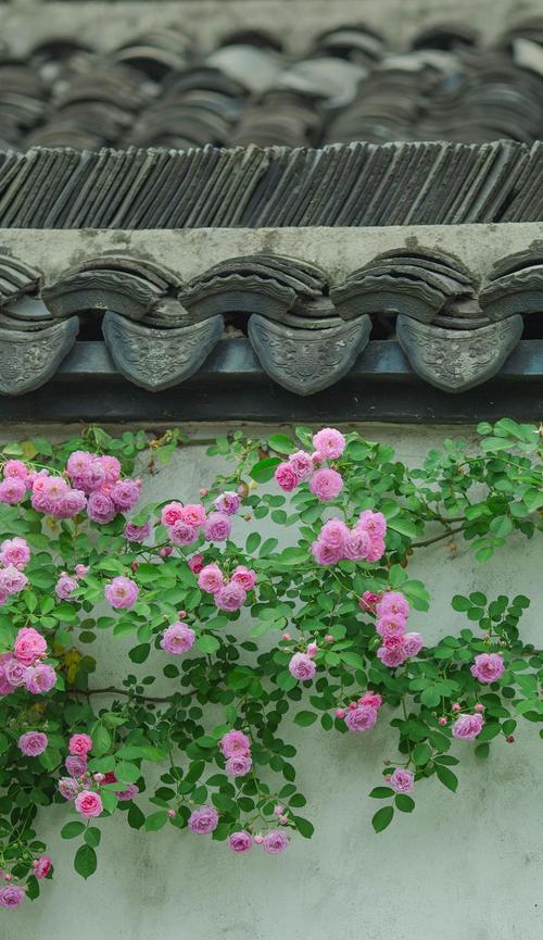 柑橘蔷薇的花语是什么？它代表了什么情感？