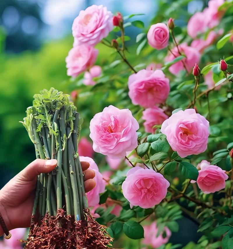 柑橘蔷薇的花语是什么？它代表了什么情感？
