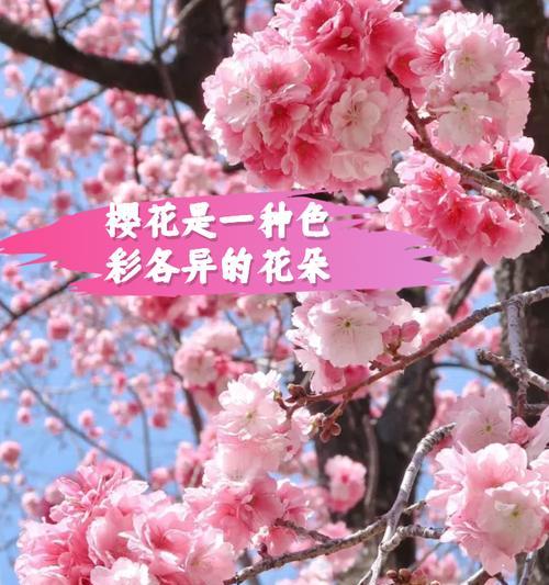 明艳娇媚的道具花语有何含义？它通常用于什么场合？