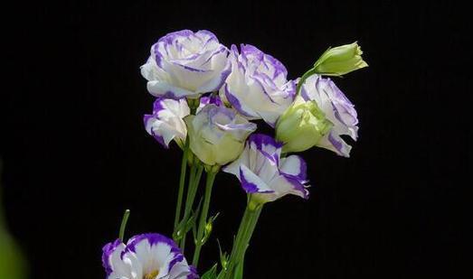 哪种花象征着忠贞不渝？