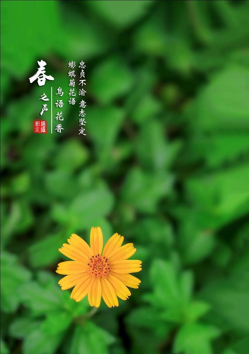 哪种花象征着忠贞不渝？