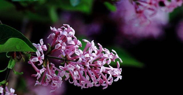花语谐音梗有何趣味？如何理解花语中的谐音含义？