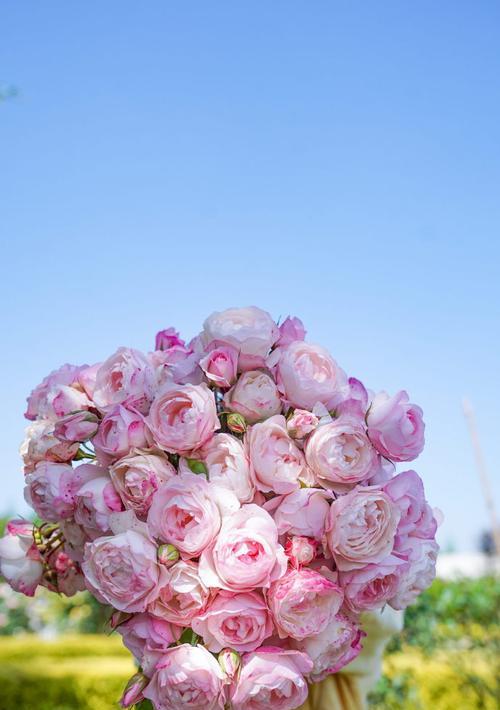 粉色月季代表的花语是什么？