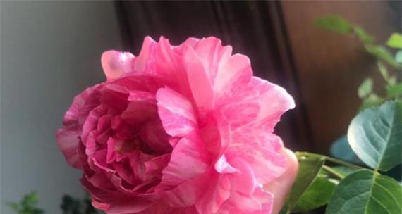 粉色月季代表的花语是什么？