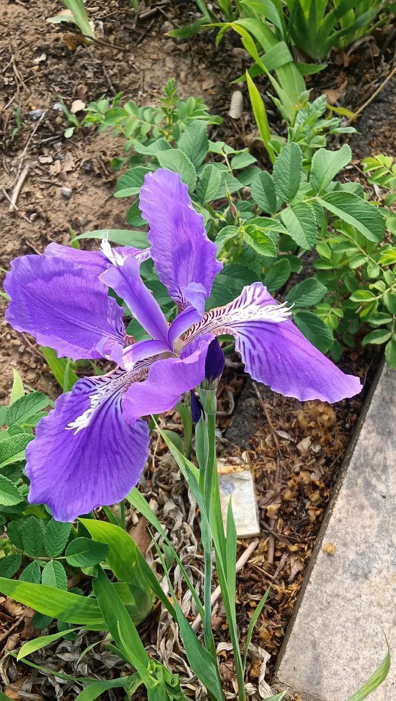 14支花的花语代表了什么？