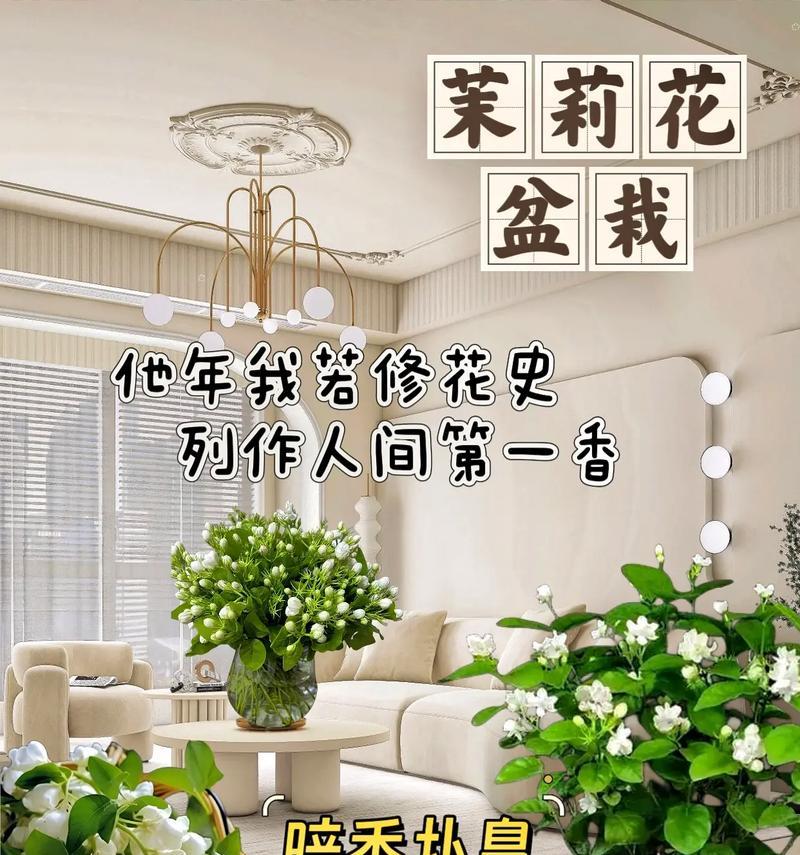 白兰花和茉莉花的花语分别是什么？