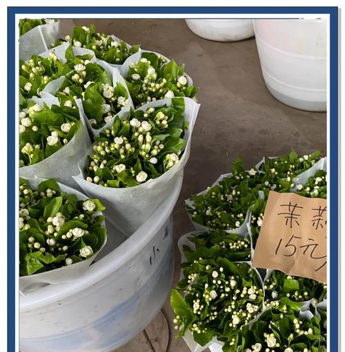 白兰花和茉莉花的花语分别是什么？