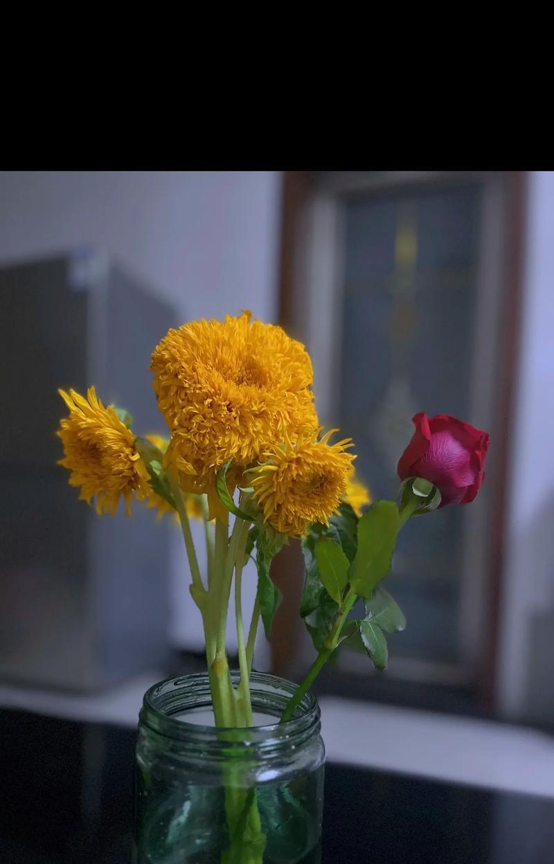 向日葵泰语花语有何不同？
