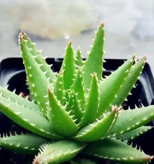 肉肉植物的花语是什么？这些植物如何表达情感？