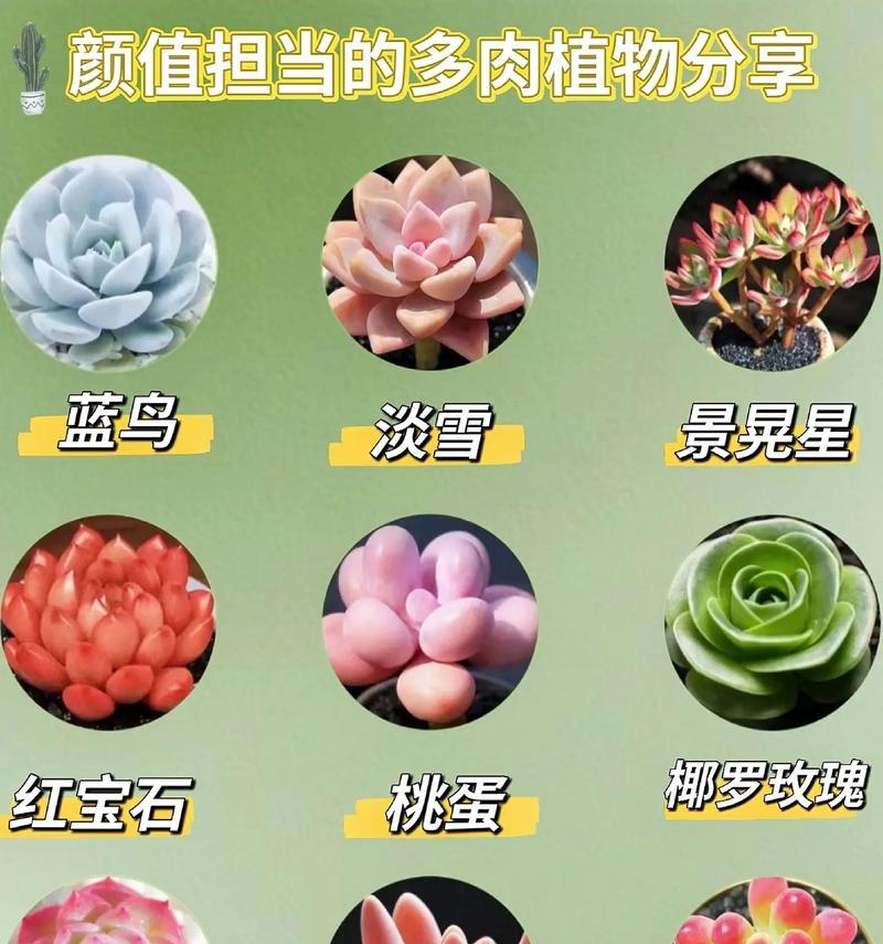 肉肉植物的花语是什么？这些植物如何表达情感？