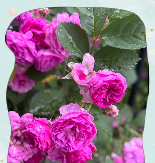 宝宝送花的花语有何特别含义？