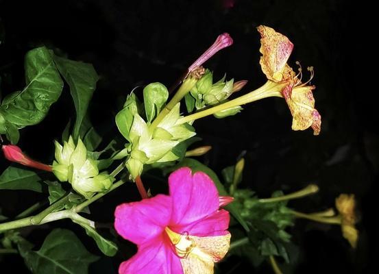 道具花语蝶舞是什么意思啊？它象征着什么？