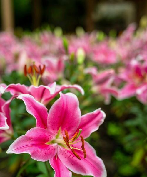 祝贺时送什么花最有意义？花语中哪些花代表祝贺？