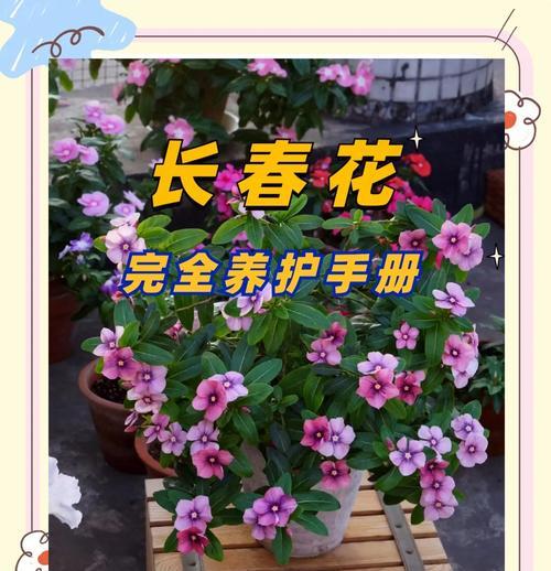 天天开长春花的花语有何特别之处？