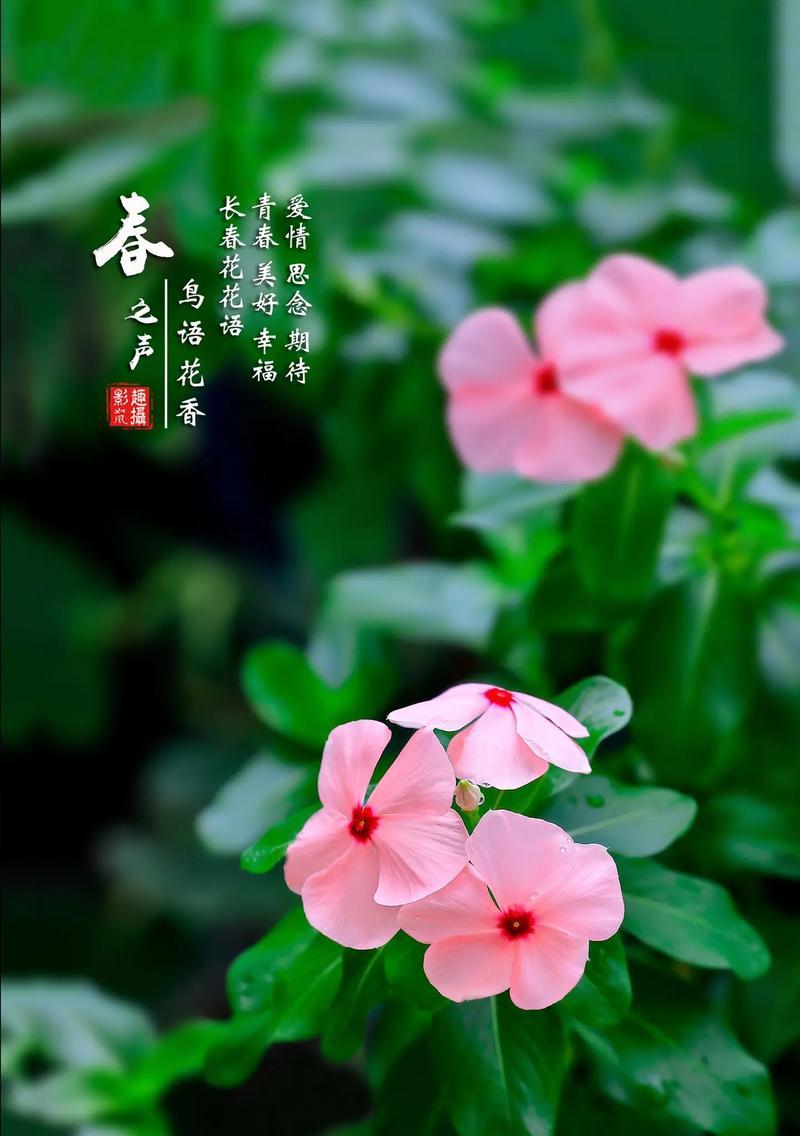 天天开长春花的花语有何特别之处？