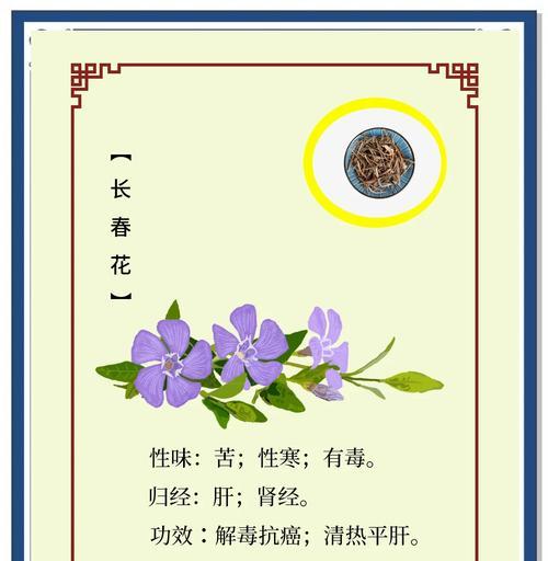 天天开长春花的花语有何特别之处？