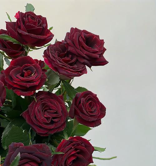 小麦里的玫瑰象征着什么？它的花语有何特别之处？
