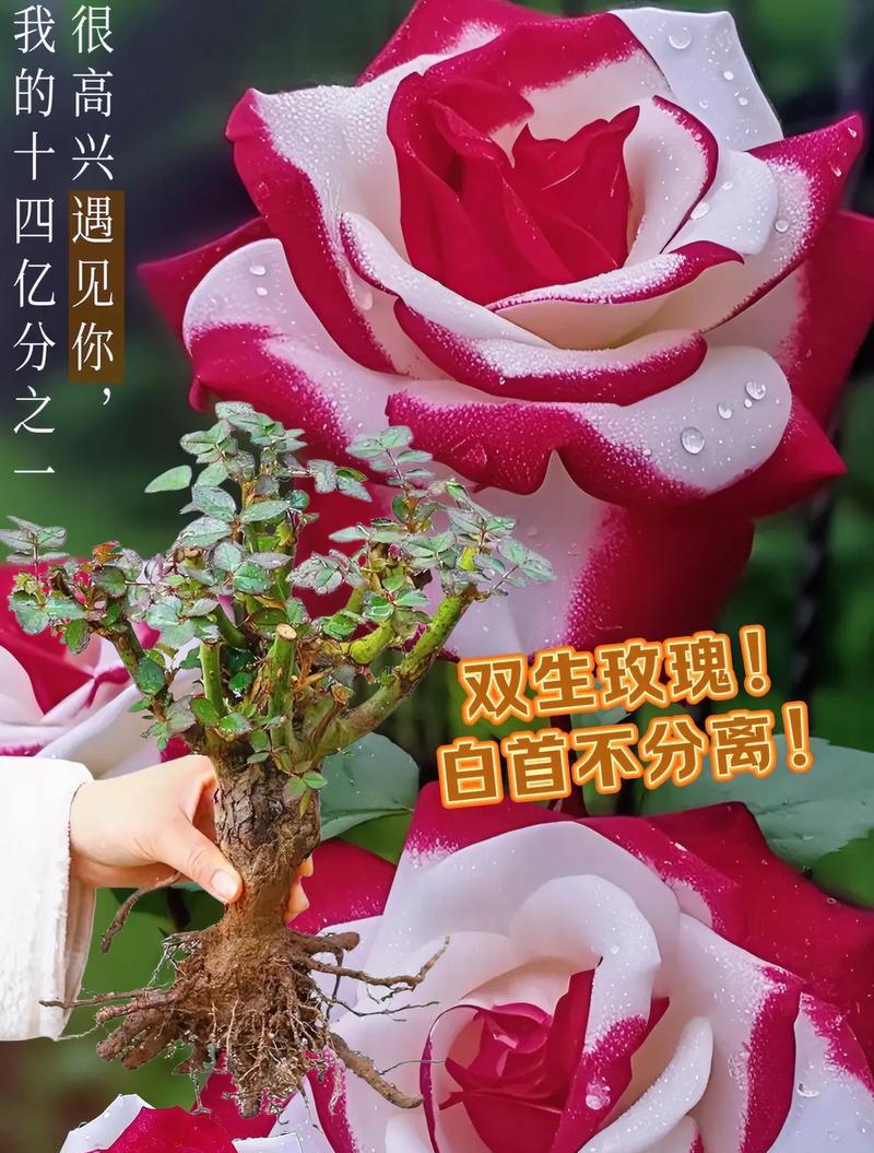 25朵玫瑰花的含义是什么？