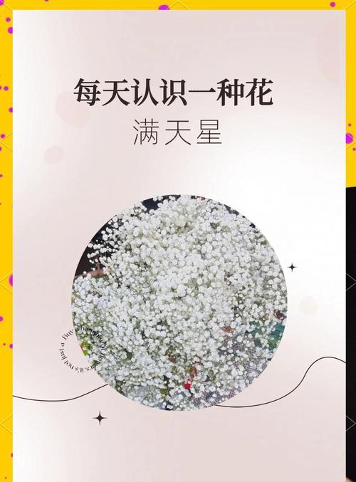 漫天星的花语是什么？它在花语中传达了哪些情感？