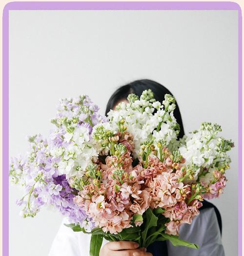 紫罗兰花颜色代表的花语是什么？
