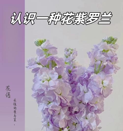 紫罗兰花颜色代表的花语是什么？