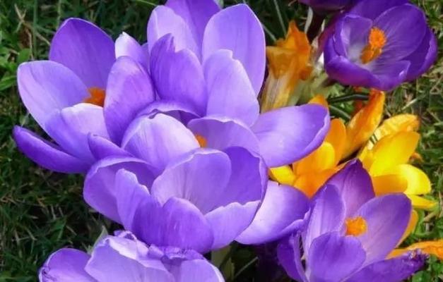 紫罗兰花颜色代表的花语是什么？