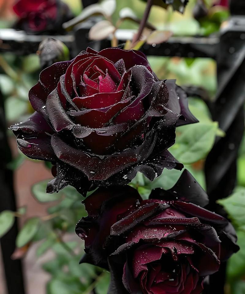 哪种花的花语比玫瑰更美？最美的花语是什么？