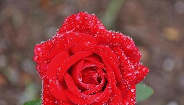 哪种花的花语比玫瑰更美？最美的花语是什么？