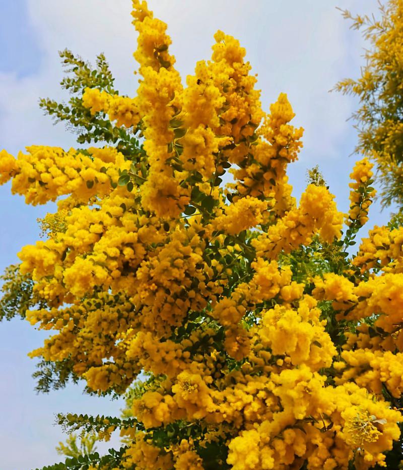 五瓣竹合欢的花语代表什么？