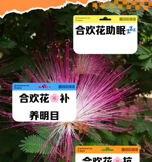 五瓣竹合欢的花语代表什么？