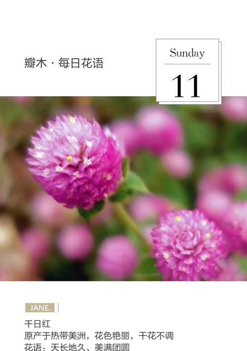 干花制作的花语有何特别之处？