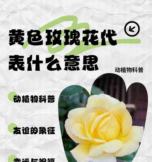 99朵黄色玫瑰花代表什么意义？它们的花语是什么？