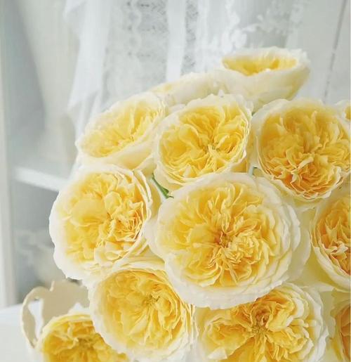 99朵黄色玫瑰花代表什么意义？它们的花语是什么？