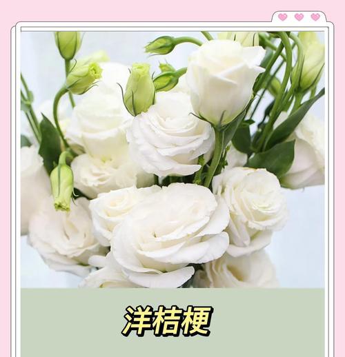 25朵洋桔梗的花语有何特殊含义？它传达了什么信息？