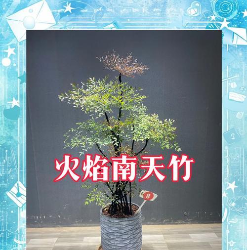 火焰南天竹的寓意和花语有何特别之处？