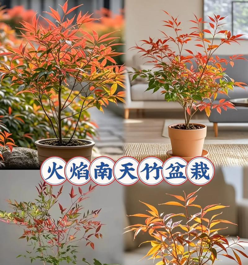 火焰南天竹的寓意和花语有何特别之处？