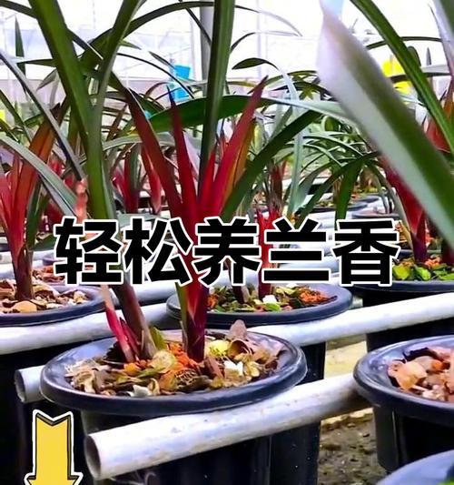 红草红荷的花语寓意有何特别之处？