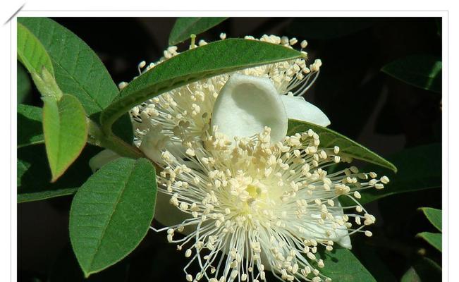 芭乐玫瑰的花语代表什么？
