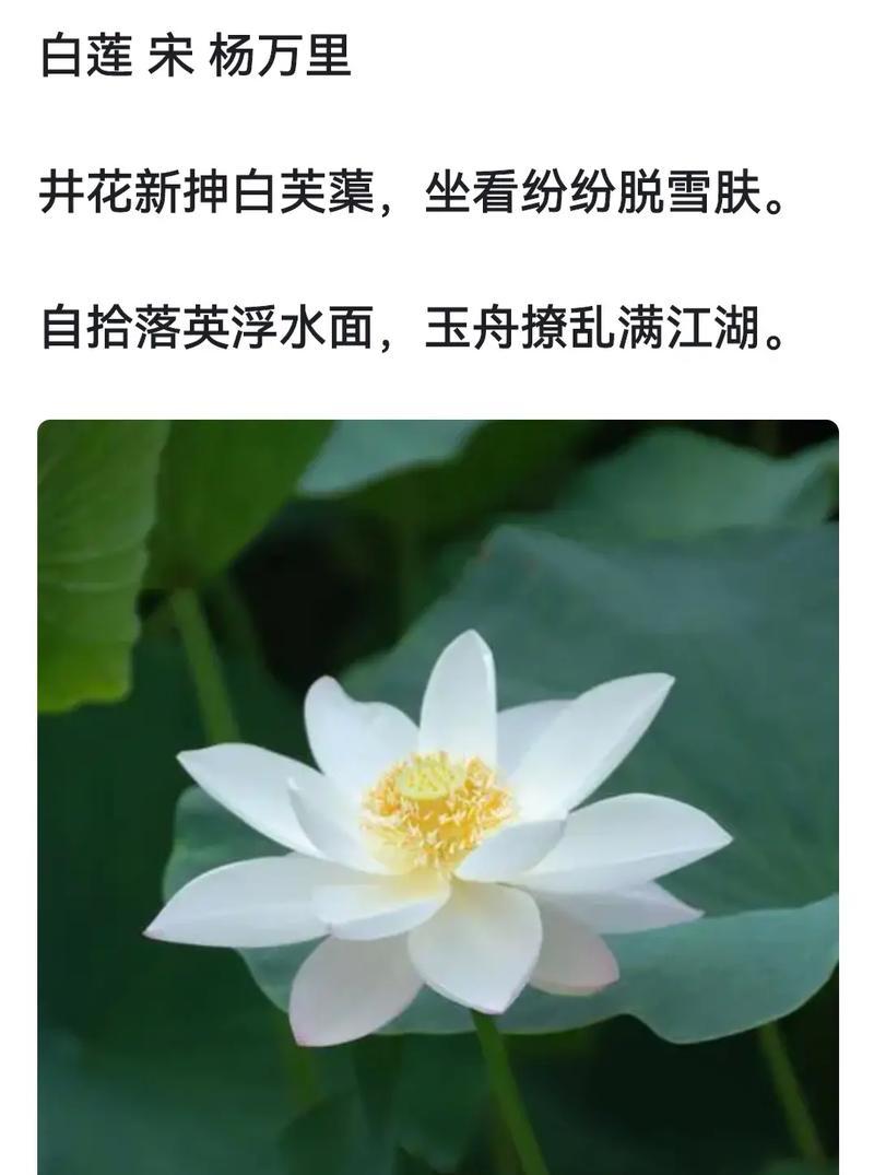 荷花的花语和象征意义是什么？