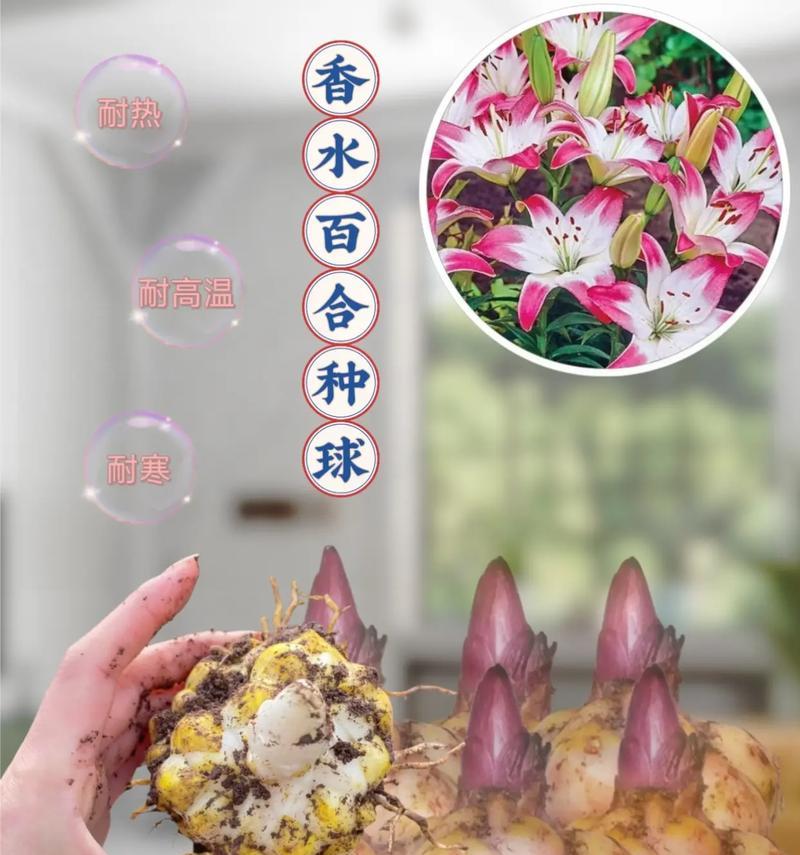百合种球的花语有何深意？