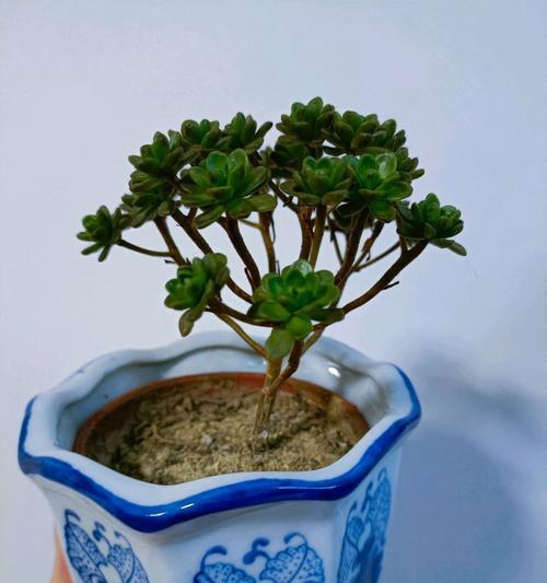 青花的花语有哪些含义？