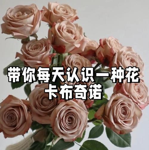 送女生朋友的花有何花语？它们各自代表什么情感？