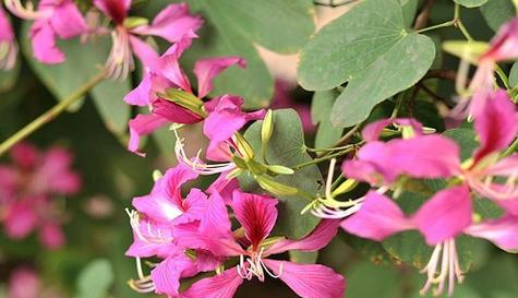 可以组合的花语是什么？哪些花组合起来有特殊意义？