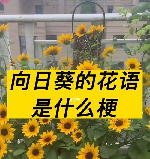 双向日葵的寓意与花语是什么？