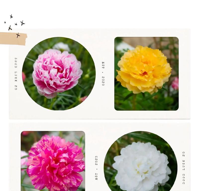 双向日葵的寓意与花语是什么？