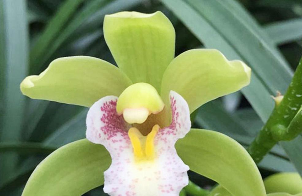 兰花的花语在语文中代表了什么？