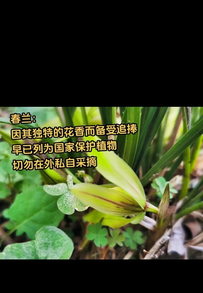 兰花的花语在语文中代表了什么？