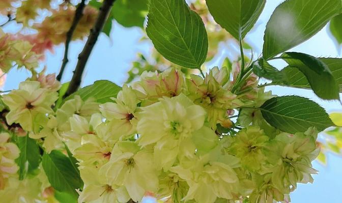 绿樱花语代表了哪种情感？