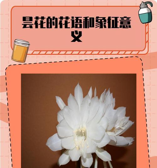 象征超脱的花语是什么？超脱的寓意有哪些？