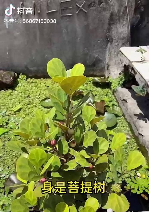 木菩提的花语和寓意有哪些？它代表了什么？